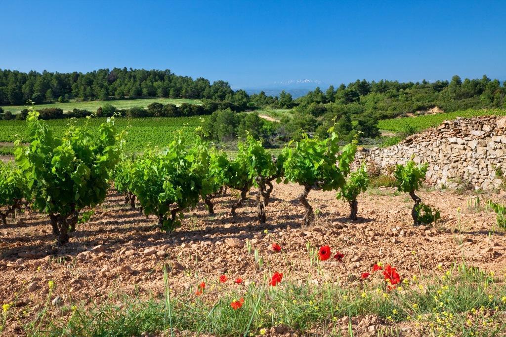 Contact Le Minervois - Hôtel&restaurant Au Nord De Carcassonne